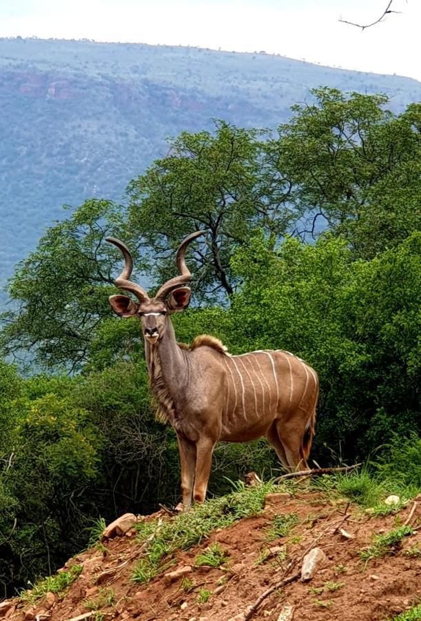 דירות ליידנבורח 66 Sharalumbi Wildlife Estate מראה חיצוני תמונה