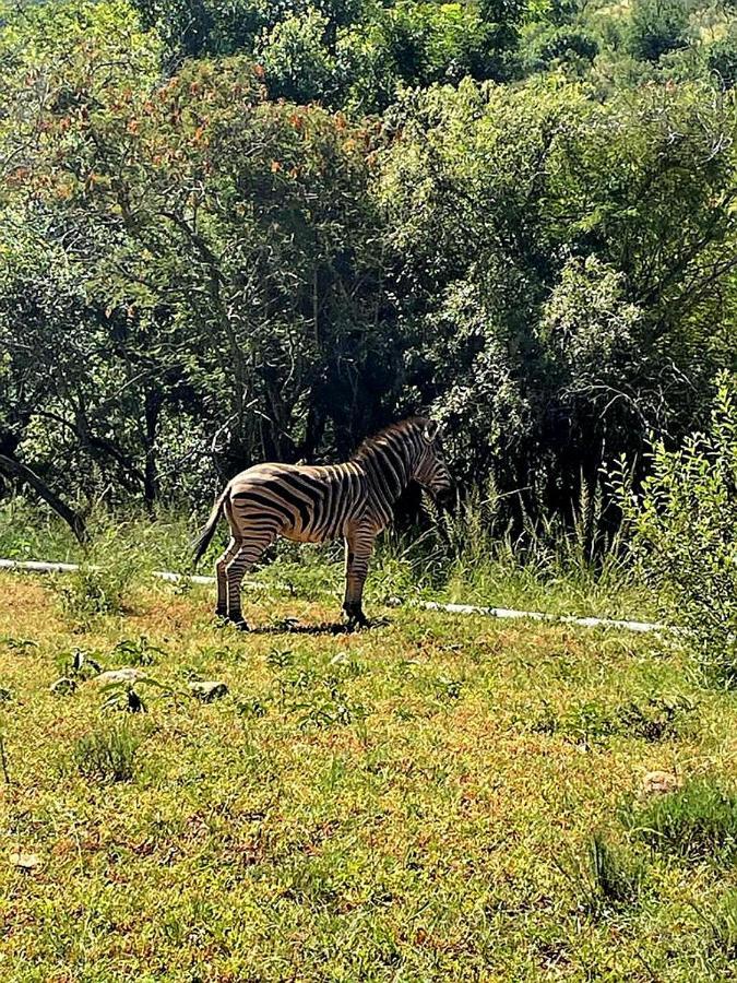 דירות ליידנבורח 66 Sharalumbi Wildlife Estate מראה חיצוני תמונה