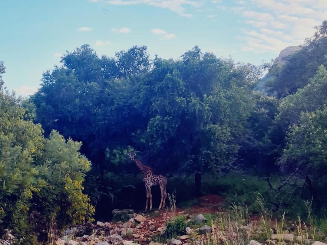 דירות ליידנבורח 66 Sharalumbi Wildlife Estate מראה חיצוני תמונה