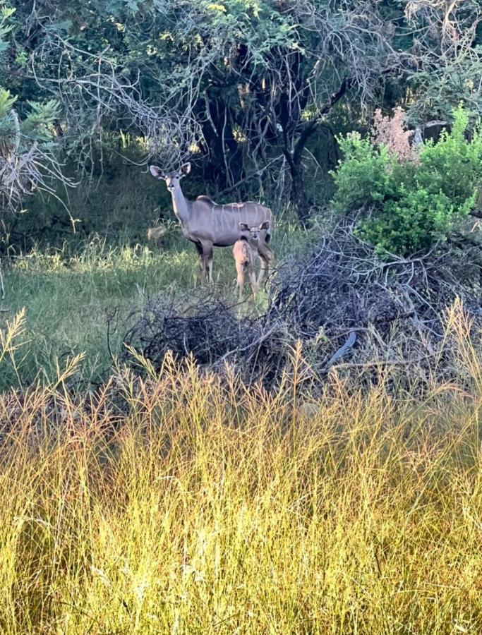 דירות ליידנבורח 66 Sharalumbi Wildlife Estate מראה חיצוני תמונה