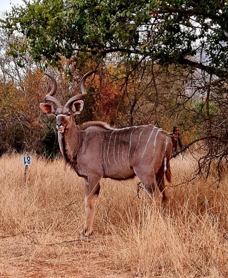 דירות ליידנבורח 66 Sharalumbi Wildlife Estate מראה חיצוני תמונה