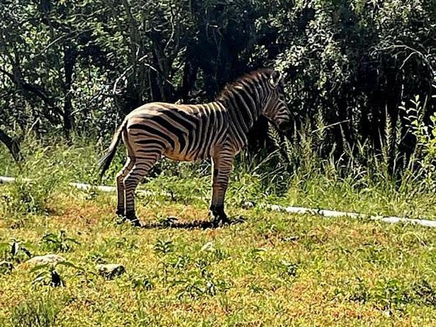 דירות ליידנבורח 66 Sharalumbi Wildlife Estate חדר תמונה