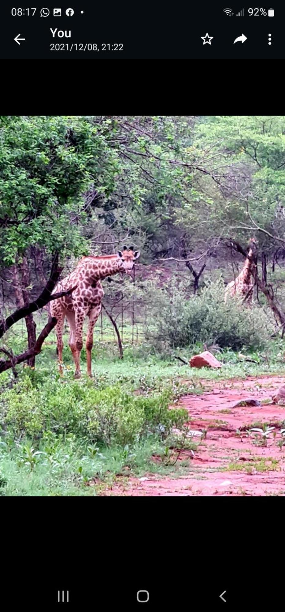 דירות ליידנבורח 66 Sharalumbi Wildlife Estate חדר תמונה