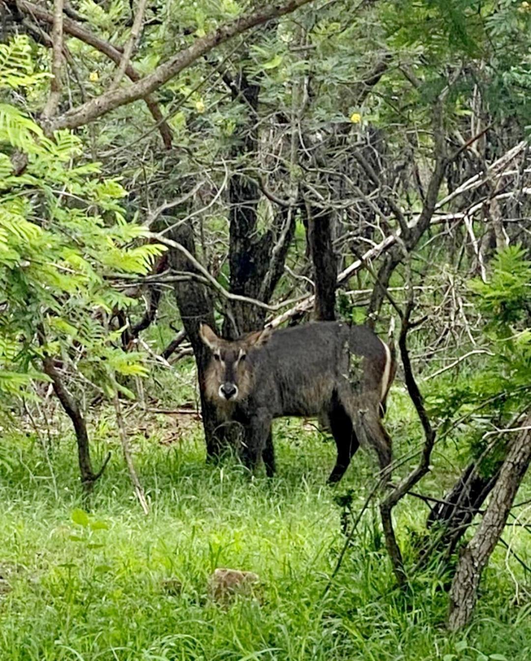 דירות ליידנבורח 66 Sharalumbi Wildlife Estate חדר תמונה